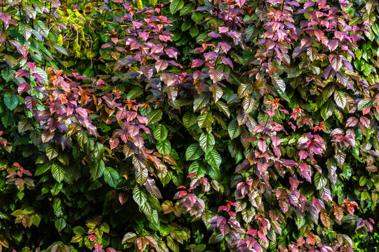 Colorful tropical foliage detail in dense forest habitat