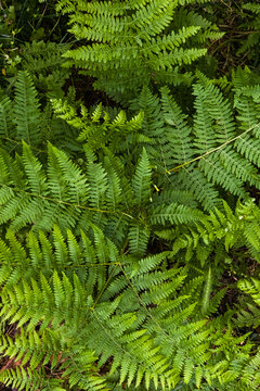 Lush green fern foliage in a dense woodland habitat