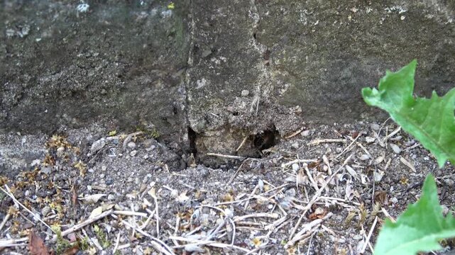 Black garden ants swarming around their nest entrance