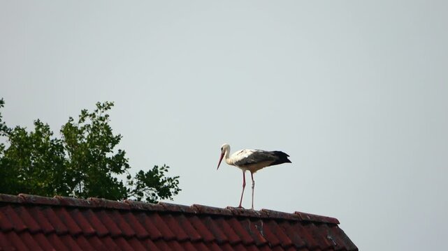 White stork standing on a red tiled roof