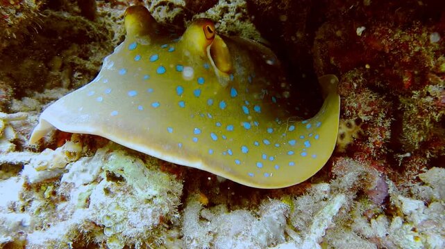 Blue spotted Stingray or Bluespotted Ribbontail Ray Taeniura lymma