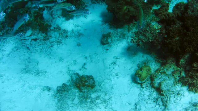 Shoals of tropical fish on coral reef