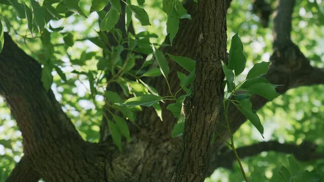 Cicada Resting on Rough Tree Trunk Among Green Leaves in Sunlight