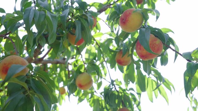 Ripe nectarine fruits hanging on tree branches in orchard, fresh juicy red nectarines with green foliage under natural sunlight