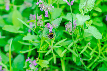 Bumblebee (Bombus pascuorum) gathering nectar on purple Catnip (Nepeta) flowers. Macro shot © FuzullHanum