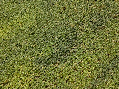 Green tropical grass lawn texture in Bali, Indonesia