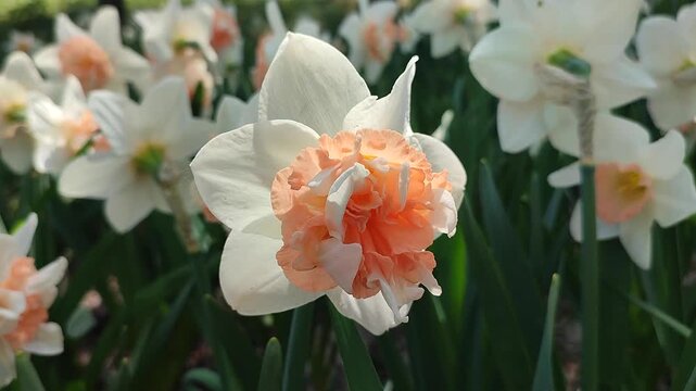 Blooming daffodil flower on sunny spring day. Blooming narcissus flower close-up. Blossomed multi-colored flower with petals, stamens and green leaves growing in ground. Natural background