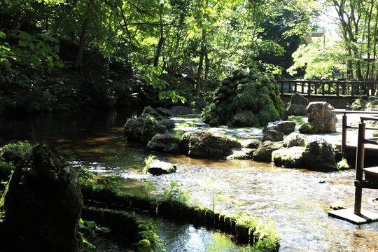 清らかな水が流れる緑あふれる湧水池