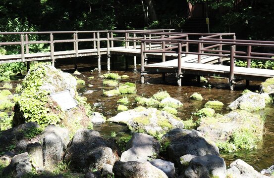 自然に囲まれた湧水池と遊歩道のウッドデッキ
