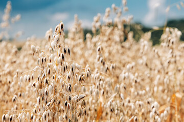 Obraz premium Mature oat panicle bursting with pale drooping spikelets fills the foreground of a sun-drenched field ready for harvest. Agriculture concept.
