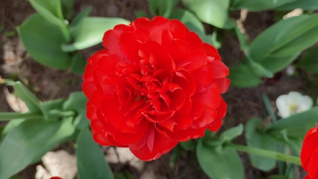 Tulip. Blooming tulip flower. Blooming tulip flower with red petal in inflorescence on sunny spring morning. Blooming of blossoming red tulip flower growing in ground. Natural background