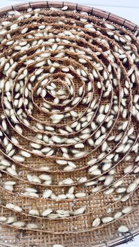 White silkworm cocoons arranged in spiral pattern on traditional bamboo woven tray during sericulture silk production process.