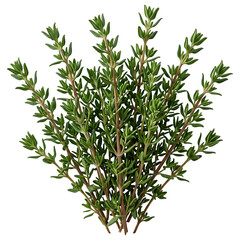 Fototapeta premium Fresh Green Thyme Stems Bunch Isolated on Black Background
