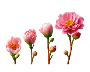 Obraz premium Stages of Blooming Pink Flower: A sequence of pink flowers, from bud to full bloom, showcasing the delicate process of nature's unfolding beauty.