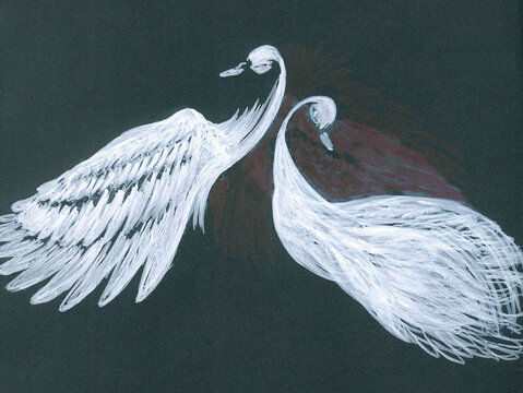 Pair of white swans on the black background