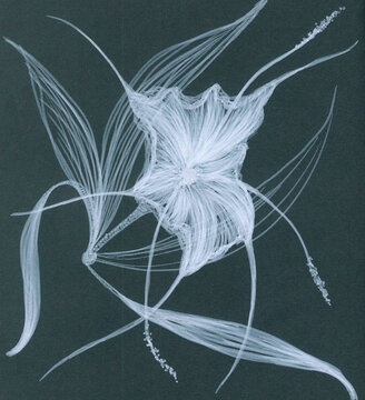 White exotic lily on the black background