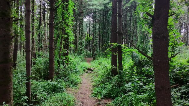 Drone shot pull back down a row of pine trees in a forest