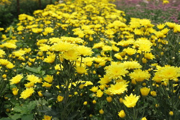 Obraz premium Chrysanthemum morifolium. Yellow Chrysanthemum. This plant has many layers of Yellow petals surrounding a bright yellow center, and deeply lobed, green leaves. Produces numerous flowers in clusters 