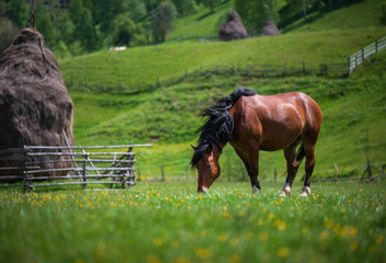 Brown horse grazing in a green mountain meadow © ionut