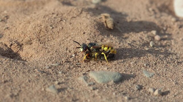 A Bee Wolf, Philanthus triangulum, resting near its burrow with a paralysed Honey Bee held under its abdomen. Heathland. Summer. UK