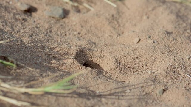 A Beewolf, Philanthus triangulum, taking a paralysed Honey Bee into its burrow. Heathland. Summer. UK