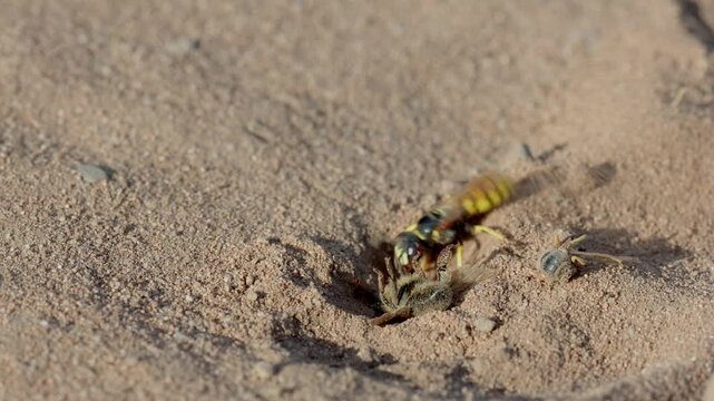 A Beewolf, Philanthus triangulum, digging out its burrow ready to bury a paralysed bee. Heathland. Summer. UK