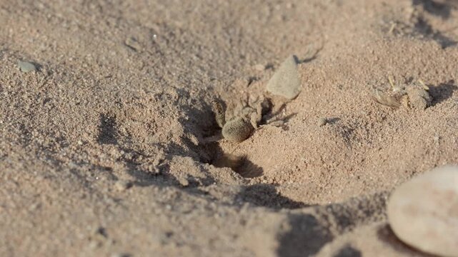 A Beewolf, Philanthus triangulum, preparing to drag a paralysed Honey Bee into its burrow. Heathland. Summer. UK