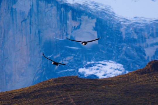 Andean Condor ,Torres del Paine National Park, Patagonia, Chile.