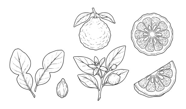 Hand drawn bergamot citrus fruit set with leaves flowers and slices in black and white line art style