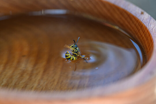 Yellow and black wasp drowns in wooden bird bath on bright sunny summer day. Macro shot of insect with wings and antennae near water droplets in garden.