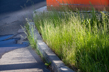 Fototapeta premium Tall wild green grass growing along edge of asphalt path. Urban nature and overgrown roadside concept. Real Photo