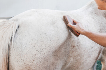 Naklejka premium Person brushing the back of a grey speckled horse at an outdoor stable. Animal care concept.