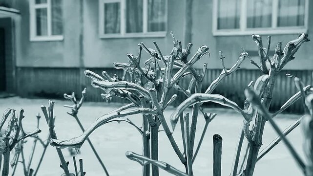 Icy dry branch of bush near building on winter day. Transparent ice covering bush branch on winter day. Branches covered with ice. Frozen branches. Nature backdrop. Natural background