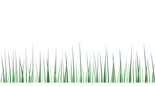 Green grass blades sway gently against a pure white background in a clean minimalist style for compositing.