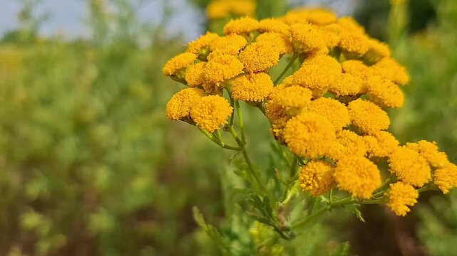 Yellow tansy flower blooming in a field. Close up of medicinal herb plant with bright blossoms. Nature botanical study of wild flora in summer sunshine garden.