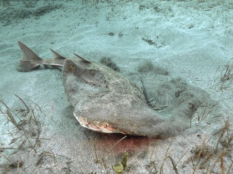 A large angel shark (Squatina squatina) shoots out of the sand of the seabed. Dive site El Cabron marine reserve, Arinaga, Gran Canaria, Spain, Atlantic Ocean
