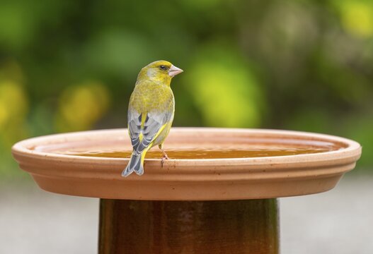 Greenfinch, greenfinch (Chloris chloris) sitting on a bird bath, Lower Saxony, Germany