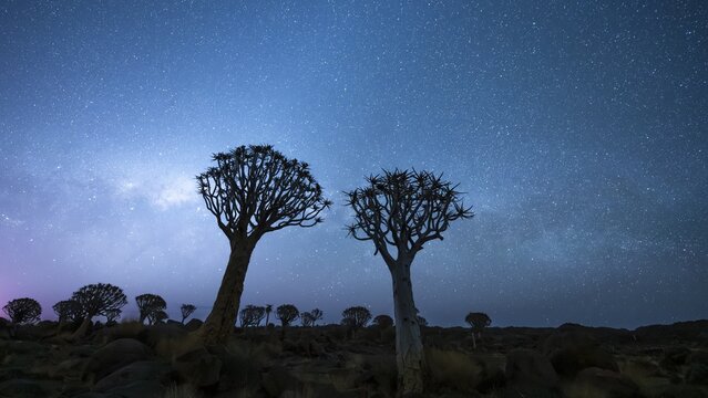 Quiver trees (Aloe dichotoma), night shot with starry sky, quiver tree forest in Garaspark near Keetmanshoop, Karas Region, Namibia