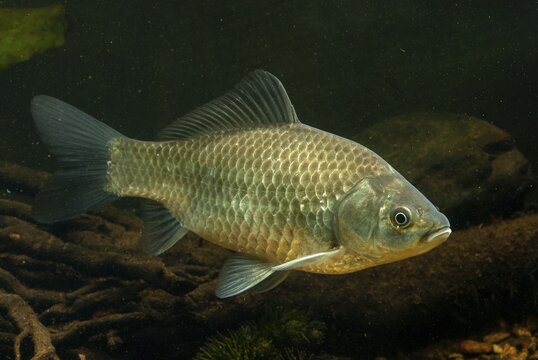 Carassius gibelio, pediment, prussian carp, silver carp, fish, fishes, pisces
