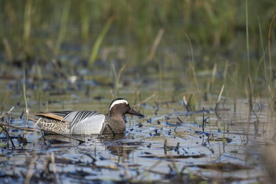 Anas Querquedula, Garganey, Granelli, Italy, crisp duck, Pantano Cuba lagoon, Pantani Cuba and Longarini, spatula querquedula, migratory bird sanctuary, Pantani Cuba & Longarini migratory bird sanctuary, Anatidae, birds, ducks, duck birds, drake, Italy, male, male, Sicily, foundation pro biodiversity, birds, waterbirds, Waterbirds