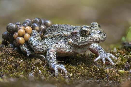 Alytes obstetricans, common midwife toad, obstetrician toad, northern obstetrician toad, amphibians, eggs, egg string, amphibians, male