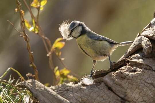 Blue tit, parus caeruleus, birds, feathers, tits, nest building, passeri, songbirds, tits, birds