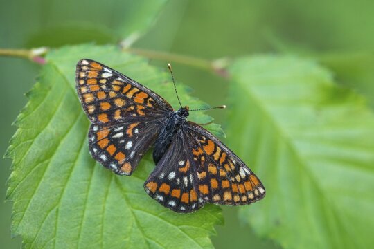 Ash moth, Euphydryas maturna, small maybird, maybird, butterfly, insects, scarce fritillary, butterfly, butterflies
