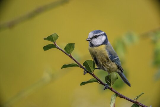 Blue tit, parus caeruleus, birds, tits, passeri, songbirds, songbirds, tits, birds
