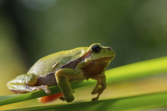 European tree frog, hyla arborea, tree frog, amphibians, amphibians, amphibians