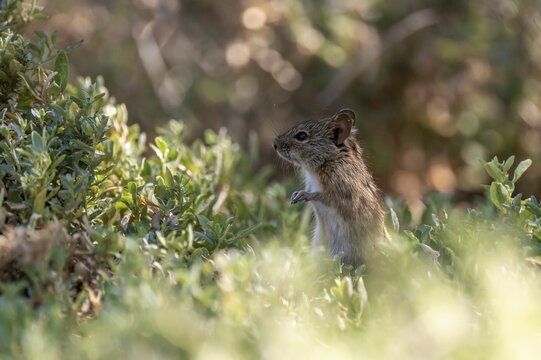 Four-striped grass mouse or four-striped grass rat (Rhabdomys pumilio), South Africa