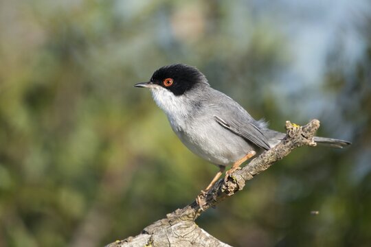 Granelli, Italy, Pantani Cuba and Longarini, velvet warbler, Sardinian warbler, Sylvia melanocephala, migratory bird sanctuary, Pantani Cuba & Longarini migratory bird sanctuary, birds, Italy, male, passeri, songbirds, Sicily, songbirds, foundation pro biodiversity, birds