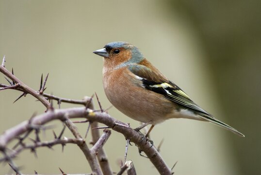 Chaffinch, Fringilla Coelebs, Birds, Male, Passeri, Songbirds, Birds