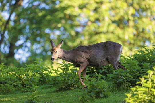 A full-grown female roe deer (Capreolus capreolus) walks across a green meadow dotted with nettle bushes on a sunny day. Bavaria, Germany