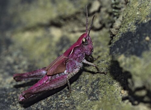 Chorthippus spec., grasshoppers, grasshoppers, grasshoppers, grasshoppers, insects, nymph